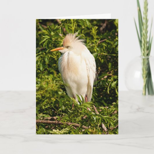 Wenskaart Rundveetprofiel Kaart (Voorkant)