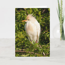 Wenskaart Rundveetprofiel Kaart