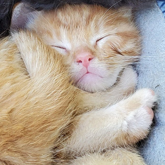 Wenskaart - Slaapkeuten Bedankkaart