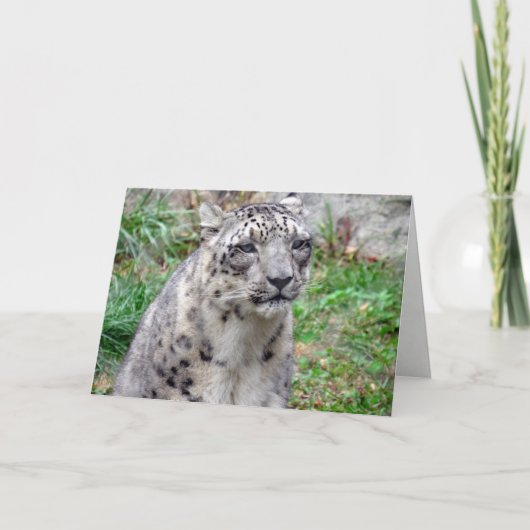 Wenskaart Snow Leopard Kaart (Voorkant)