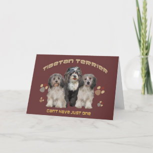 Wenskaart Tibetaanse Terrier All Occasion Kaart