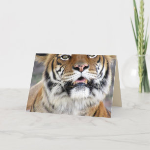 Wenskaart Tiger Kaart