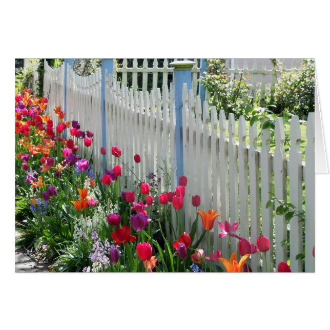 wenskaart tulp tuptang (Voorkant Horizontaal)