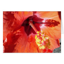 Wenskaart van Amarylis