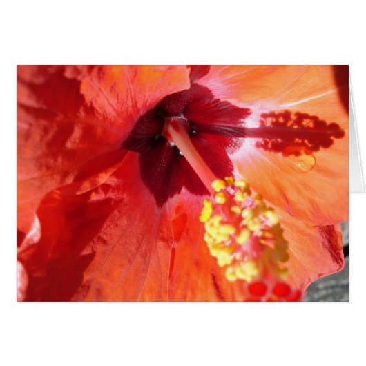 Wenskaart van Amarylis (Voorkant Horizontaal)