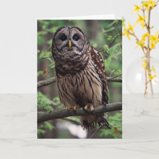 Wenskaart van Barred Owl Kaart (Gele Bloem)