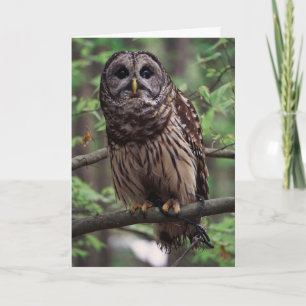 Wenskaart van Barred Owl Kaart