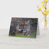 Wenskaart van Bengalen van tijger (4765) Kaart (Gele Bloem)