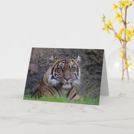 Wenskaart van Bengalen van tijger (4765) Kaart (Gele Bloem)