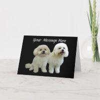 Wenskaart van Bichon Buddies