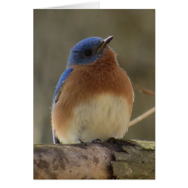 Wenskaart van blauwvogel (Voorkant)