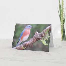 Wenskaart van blauwvogel feestdagen kaart