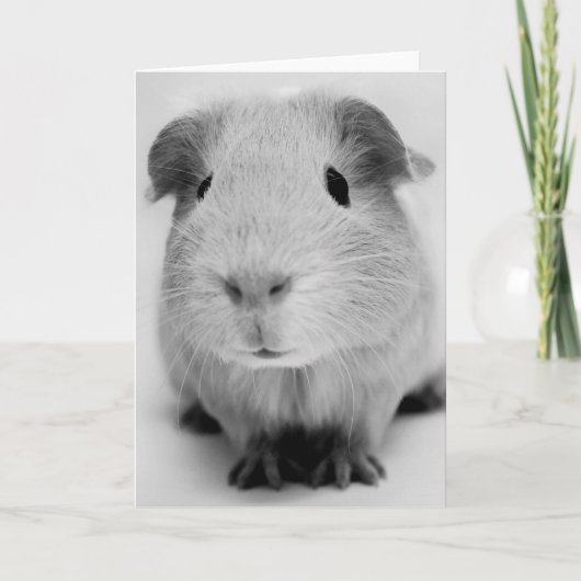 Wenskaart van cavia's kaart (Voorkant)