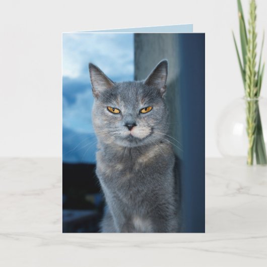 wenskaart van coole katten kaart (Voorkant)