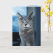 wenskaart van coole katten kaart (Gele Bloem)
