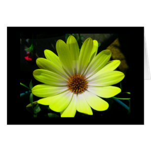Wenskaart van de Afrikaanse Daisy Fluorescent Yell