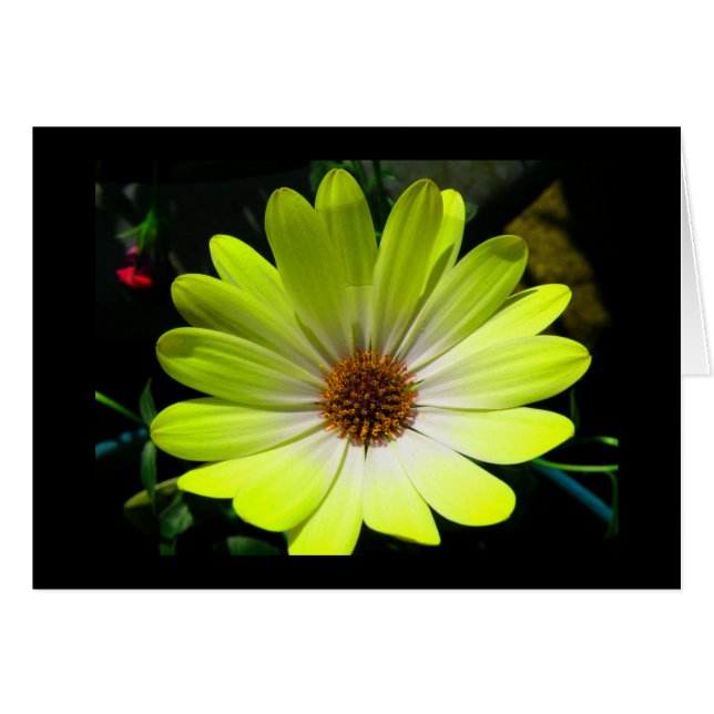 Wenskaart van de Afrikaanse Daisy Fluorescent Yell (Voorkant Horizontaal)