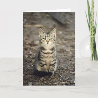 Wenskaart van de Foto "van het Katje van de Kaart
