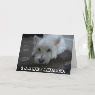 Wenskaart van de Foto van Westie het Geamuseerde Kaart
