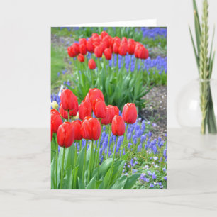 wenskaart van de rode lente tulpen van de florale kaart