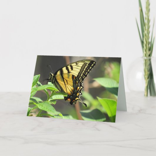 Wenskaart van de swallowtail Butterfly Kaart (Voorkant)