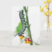 Wenskaart van de Zetepijler van Monarch Kaart (Gele Bloem)