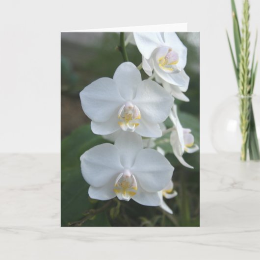 Wenskaart van drie het Kleine Meisjes Kaart (Voorkant)