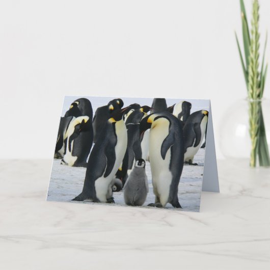 wenskaart van familiemperor pinguïns feestdagen kaart (Voorkant)