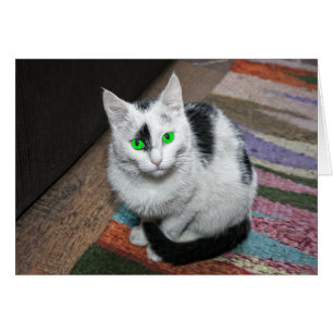 Wenskaart van groene geoogste katten
