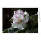 Wenskaart van het Afrikaanse Violet All-Occasion (Voorkant Horizontaal)