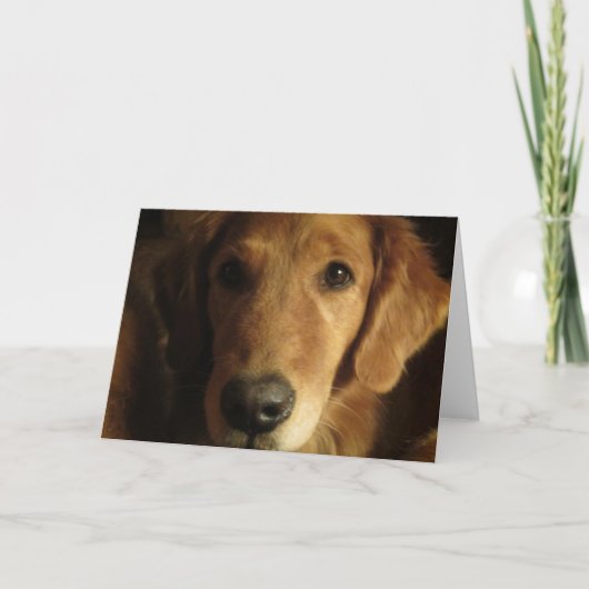 Wenskaart van het Gezicht van het golden retriever Kaart (Voorkant)