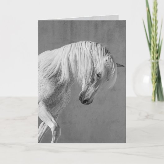 Wenskaart van het paard - De witte steen kijkt naa Kaart (Voorkant)