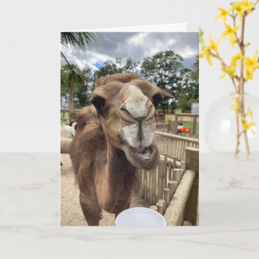 wenskaart van kamelen ( hallo daar ) kaart (Gele Bloem)