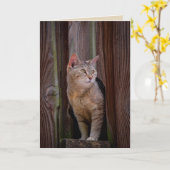 wenskaart van katten kaart (Gele Bloem)