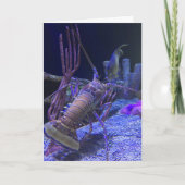 wenskaart van kreeft (grappig van binnen) kaart (Voorkant)