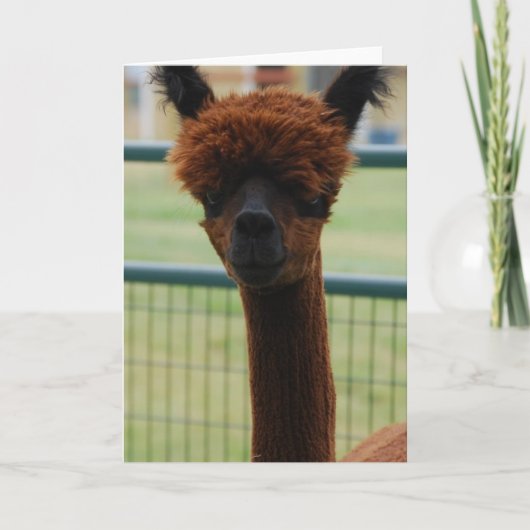 Wenskaart van Kuzco Alpaca Kaart (Voorkant)