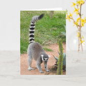 Wenskaart van Lemur Kaart (Gele Bloem)