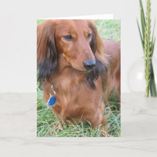 Wenskaart van Longhaire Dachshund Kaart