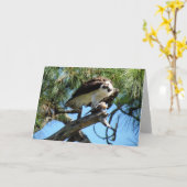 Wenskaart van Osprey Kaart (Gele Bloem)