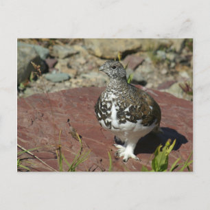 Wenskaart van Ptarmigan met witte staart Briefkaart