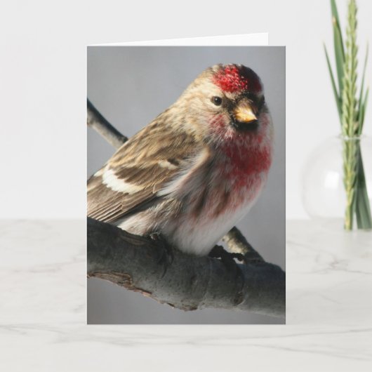 Wenskaart van Redpoll Kaart (Voorkant)