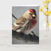 Wenskaart van Redpoll Kaart (Gele Bloem)