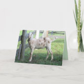 Wenskaart van schattig gefokte geit kaart (Voorkant)