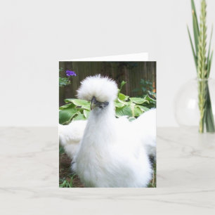 wenskaart van silkie kaart
