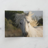 Wenskaart van spuitpaarden kaart (Binnen)