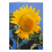 Wenskaart van Sunflower Blue Sky (Voorkant)