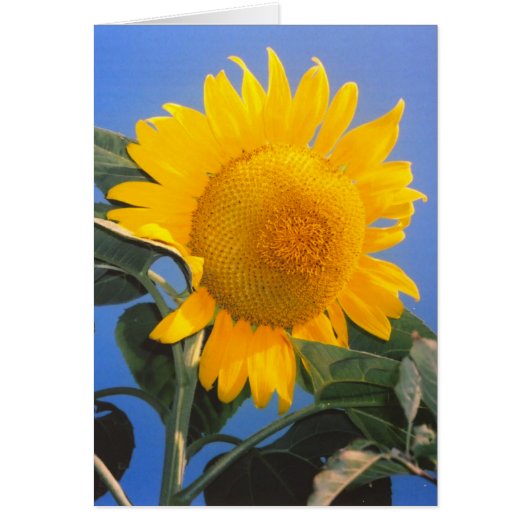 Wenskaart van Sunflower Blue Sky (Voorkant)