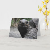 Wenskaart van Tortoise Kaart (Gele Bloem)