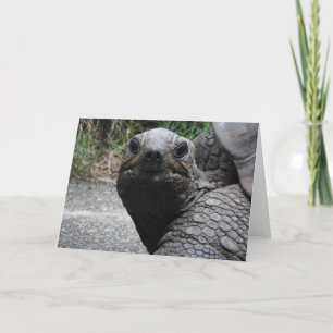 Wenskaart van Tortoise Kaart