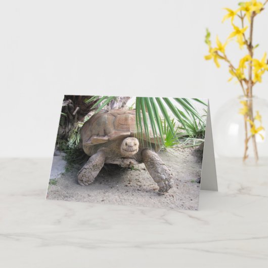 Wenskaart van Tortoise Kaart (Gele Bloem)